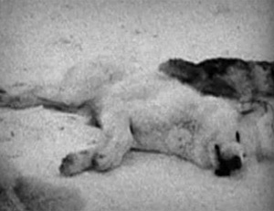 Qimmit: A Clash of Two Truths, 2011