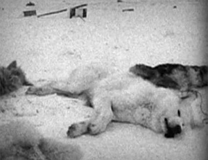 Qimmit: Un choc, deux vérités, 2011